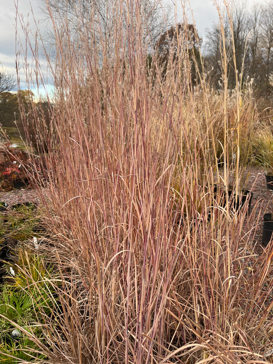 Carousel Little Bluestem Grass | Schizachyrium scoparium