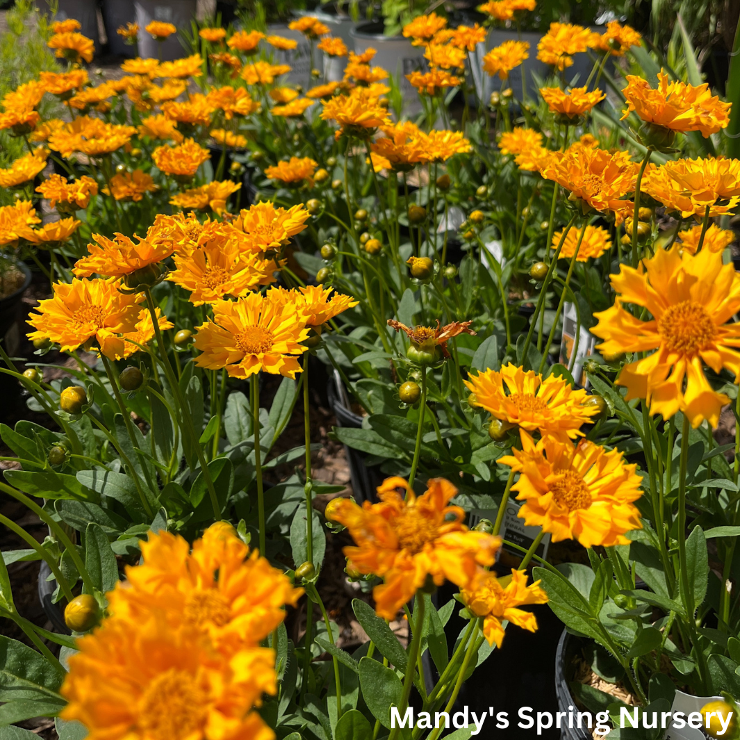 'Jethro Tull' Tickseed | Coreopsis 'Jethro Tull'