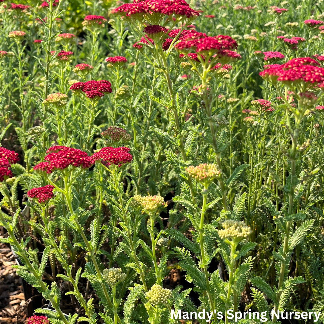 Strawberry Seduction Yarrow | Achillea millefolium 'Strawberry Seduction'