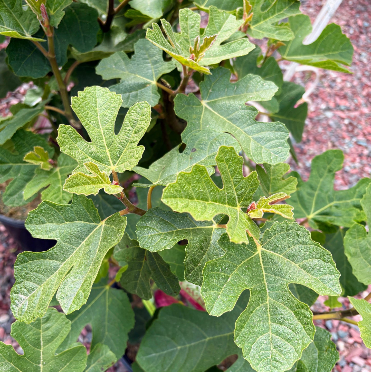 'Bensonhurst Purple' Chicago Hardy Fig | Ficus