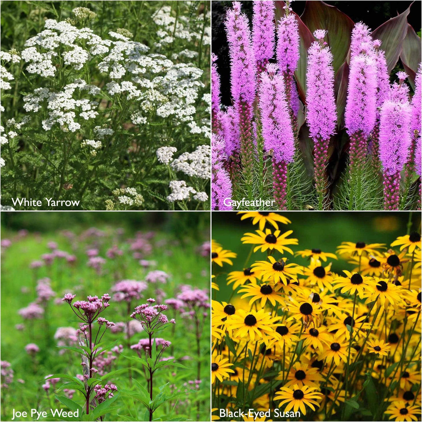 Scatter Garden | Monarch Butterfly Milkweed | Pollinators