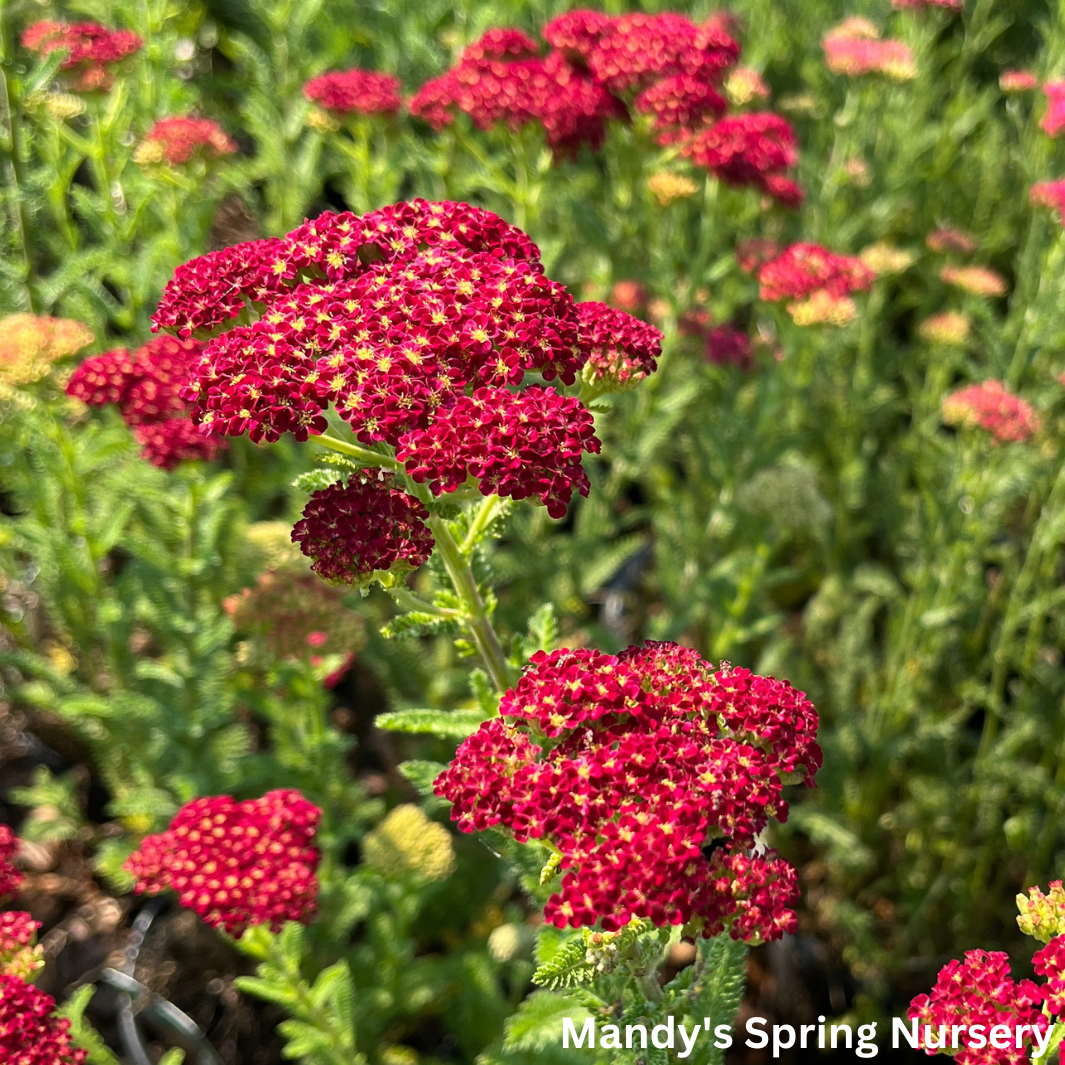 Strawberry Seduction Yarrow | Achillea millefolium 'Strawberry Seduction'