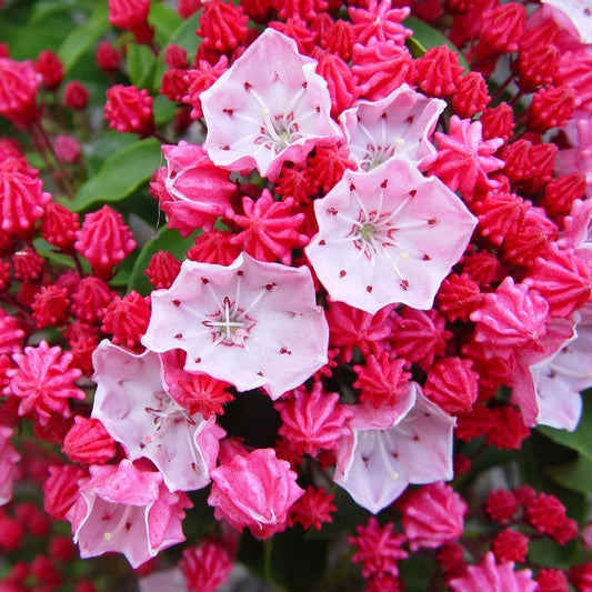 'Nathan Hale' Mountain Laurel | Kalmia Latifolia