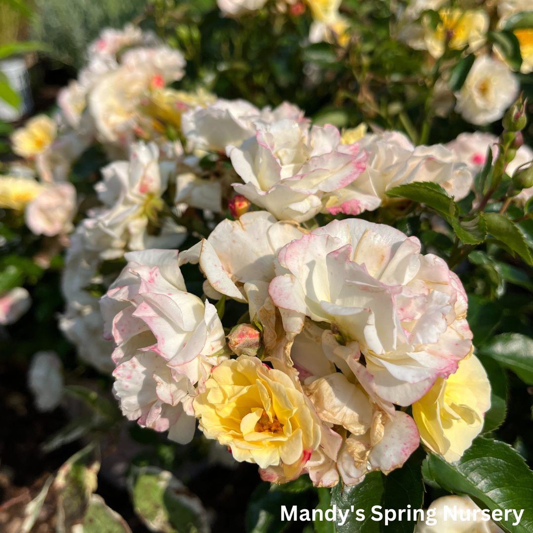 Popcorn Drift Rose | Rosa