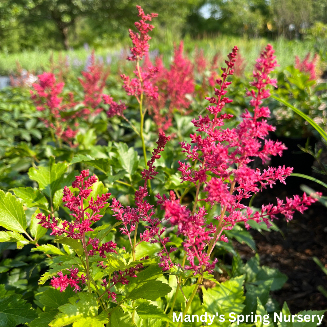 Younique™ Ruby Red Astilbe | Astilbe 'Younique' Ruby Red