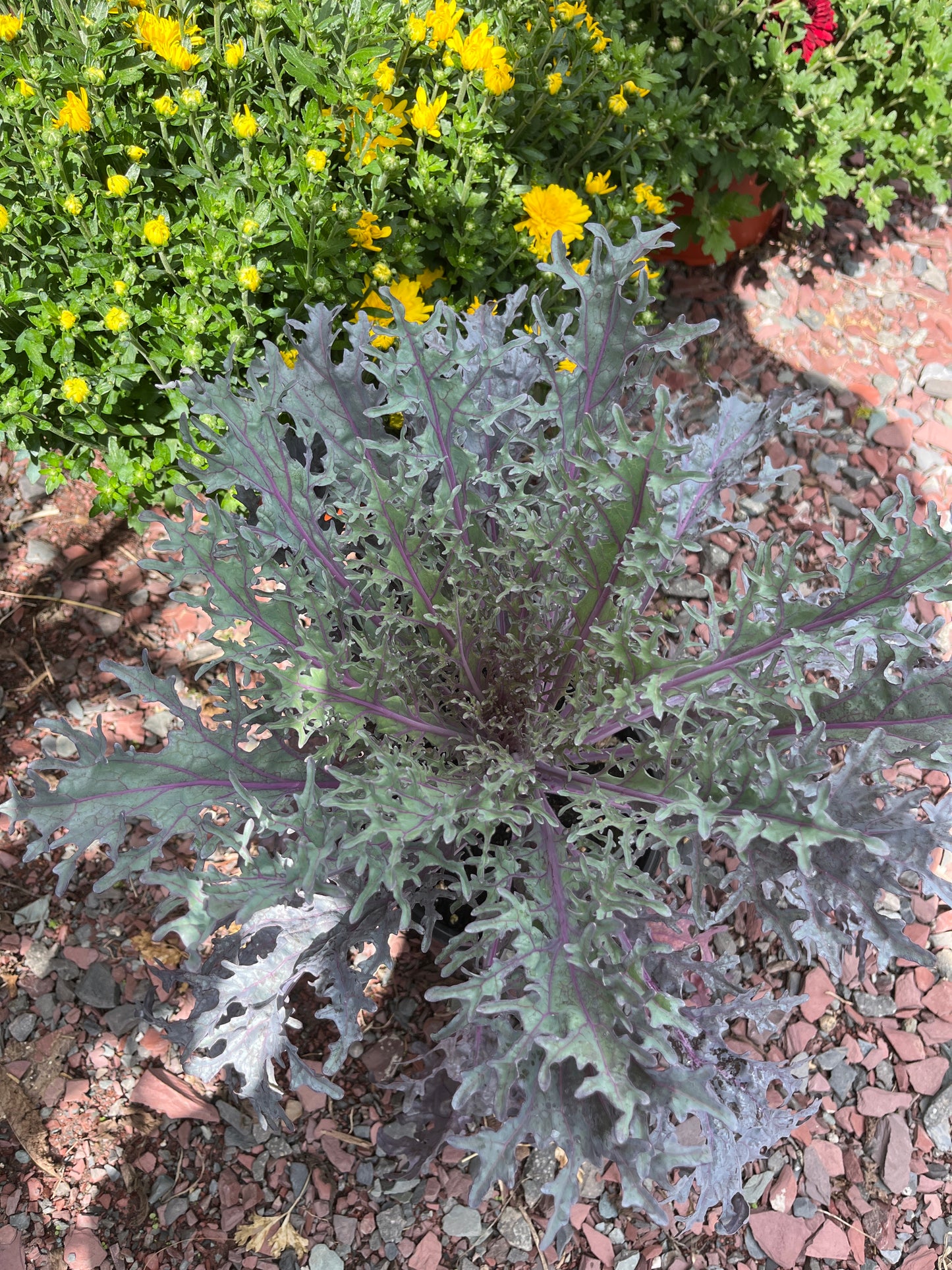 Assorted Fall Mums & Kale