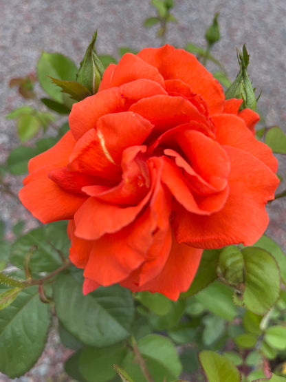 Las Vegas® Hybrid Tea Rose