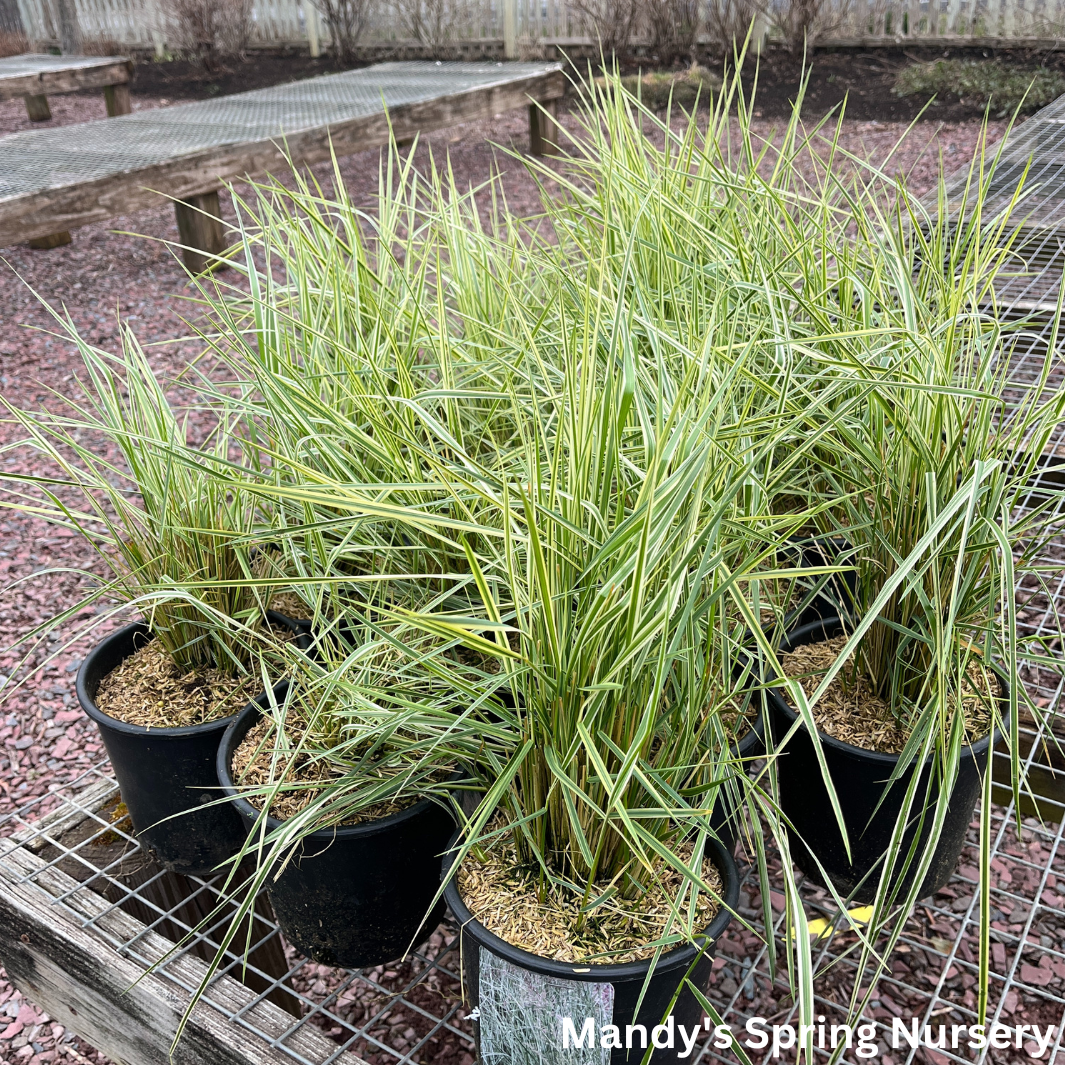 'Overdam' Variegated Feather Reed Grass | Calamagrostis acutiflora 'Overdam'