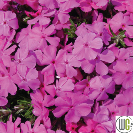 Drummond's Pink Creeping Phlox | Phlox subulata