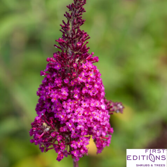 Funky Fuchsia Butterfly Bush | Buddleia davidii