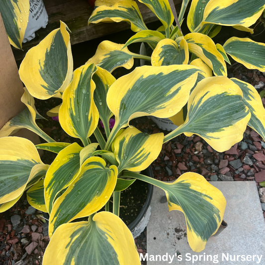 Autumn Frost Hosta | Hosta 'Autumn Frost'