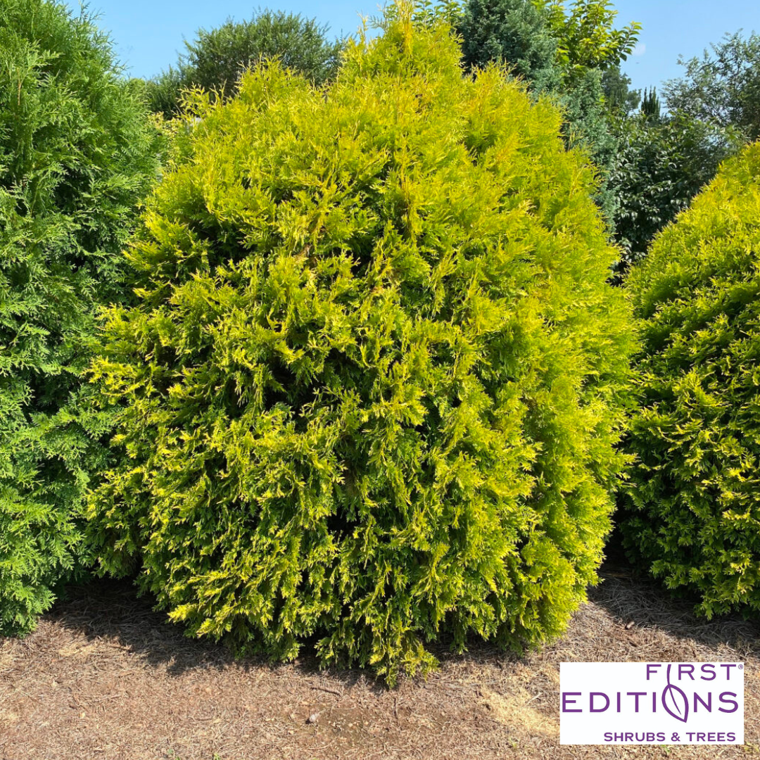 'Lemon Burst' Arborvitae | Thuja occidentalis