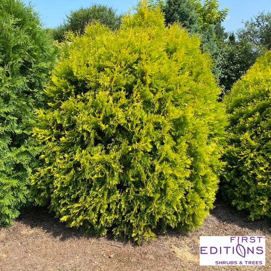 'Lemon Burst' Arborvitae | Thuja occidentalis