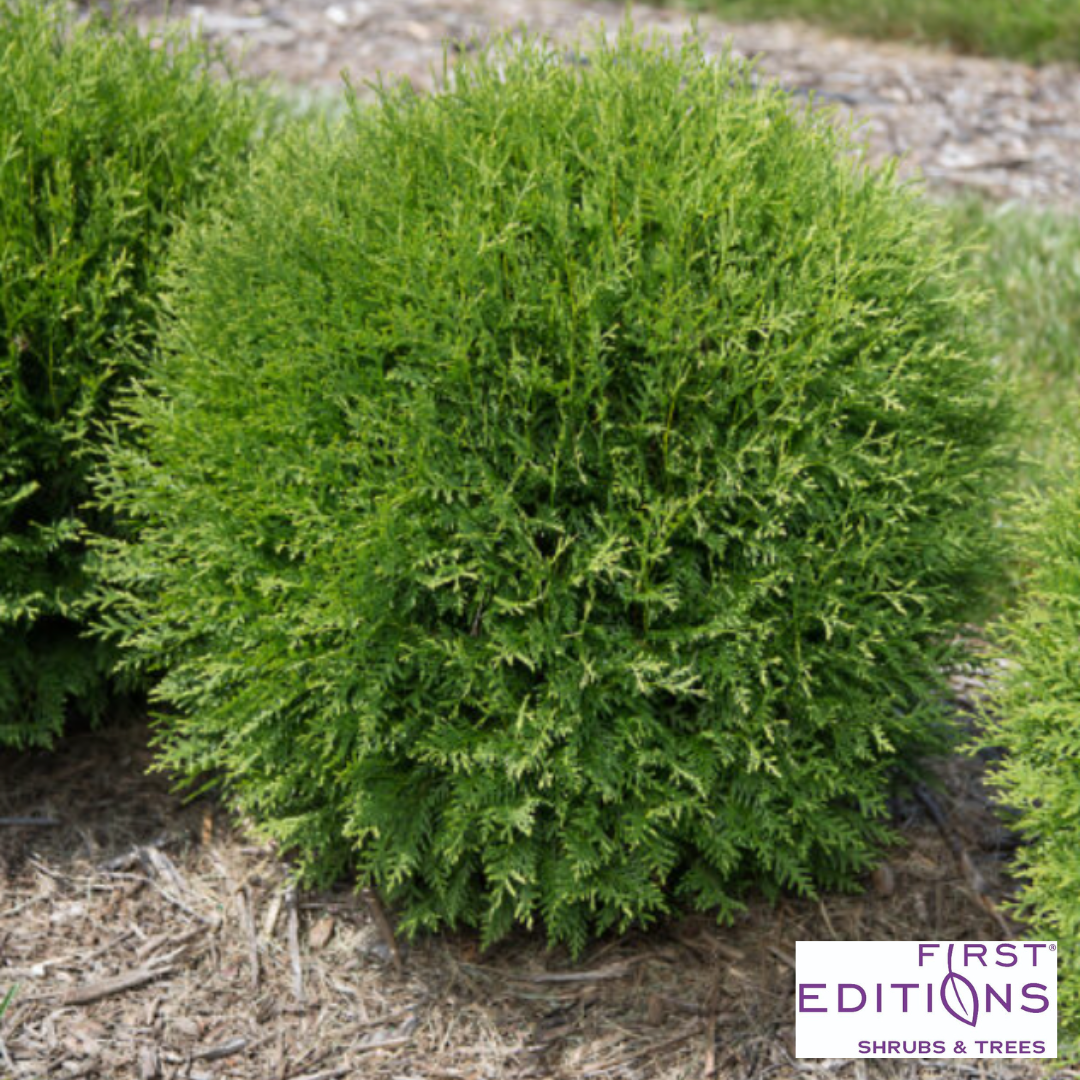'Planet Earth' Arborvitae | Thuja occidentalis