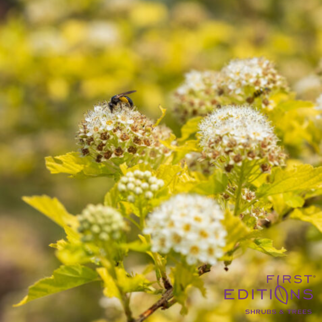 Honeycomb Ninebark | Physocarpus opulifolius 'ZLENora'