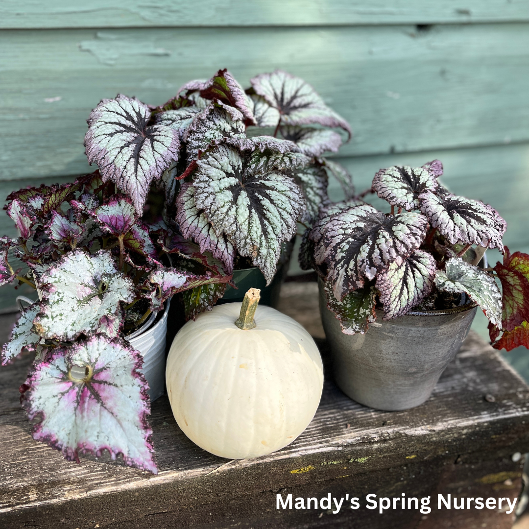 'Painted Leaf' Begonia - Rex begonia