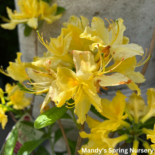 'Lemon Lights' Azalea