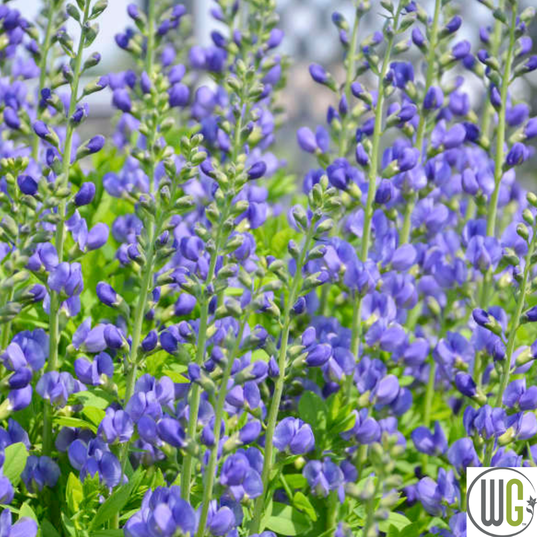 False Indigo | Baptisia australis