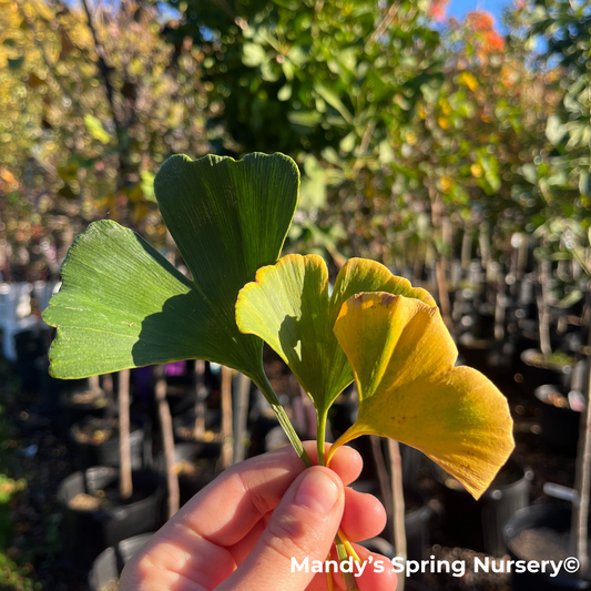 Magyar Ginkgo | Ginkgo biloba 'Magyar'