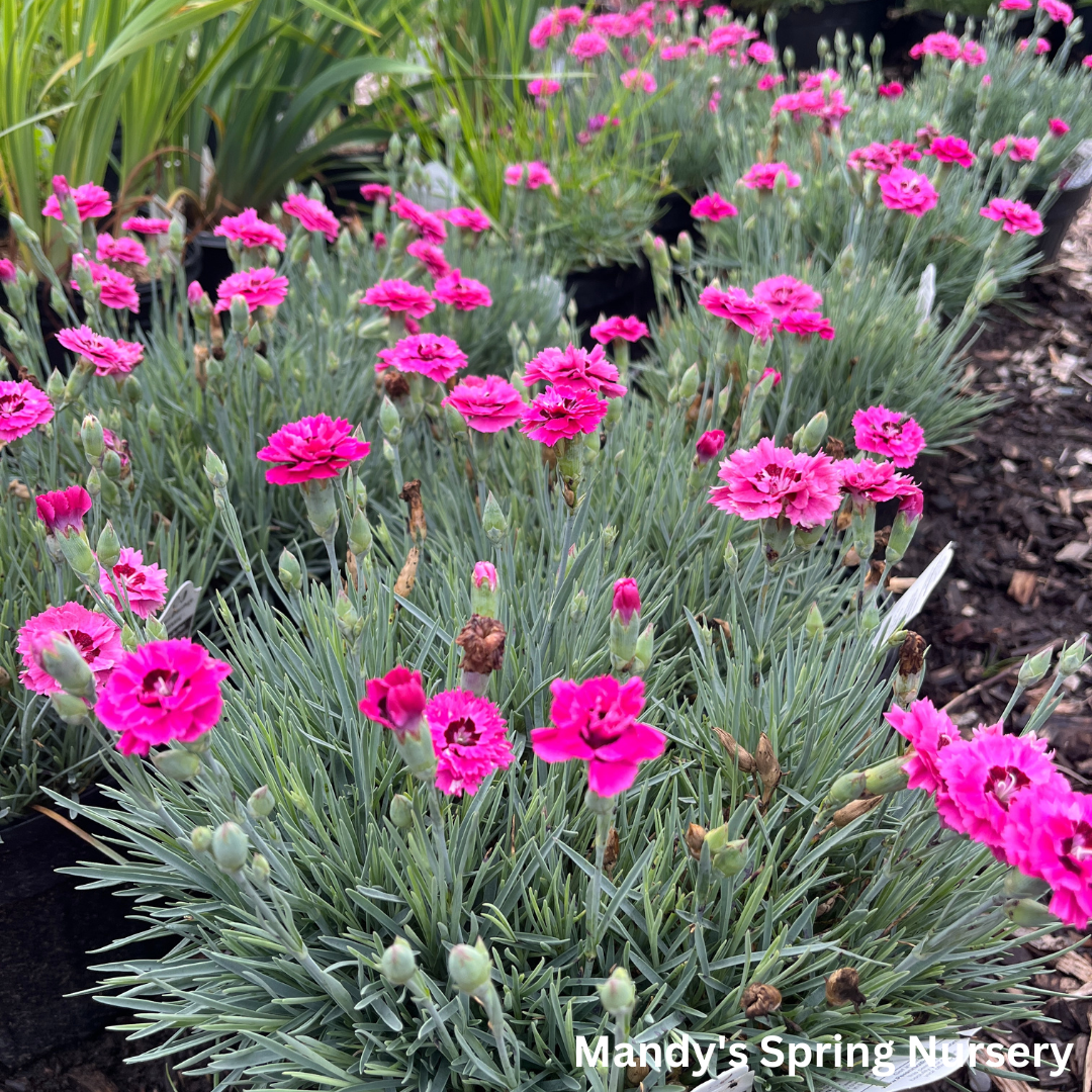 'Cute as a Button' Dianthus