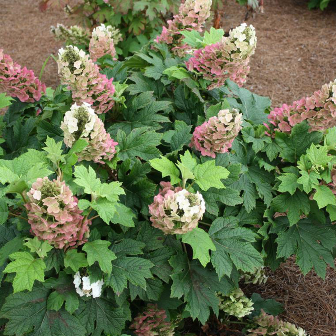 Jetstream Hydrangea | Hydrangea quercifolia