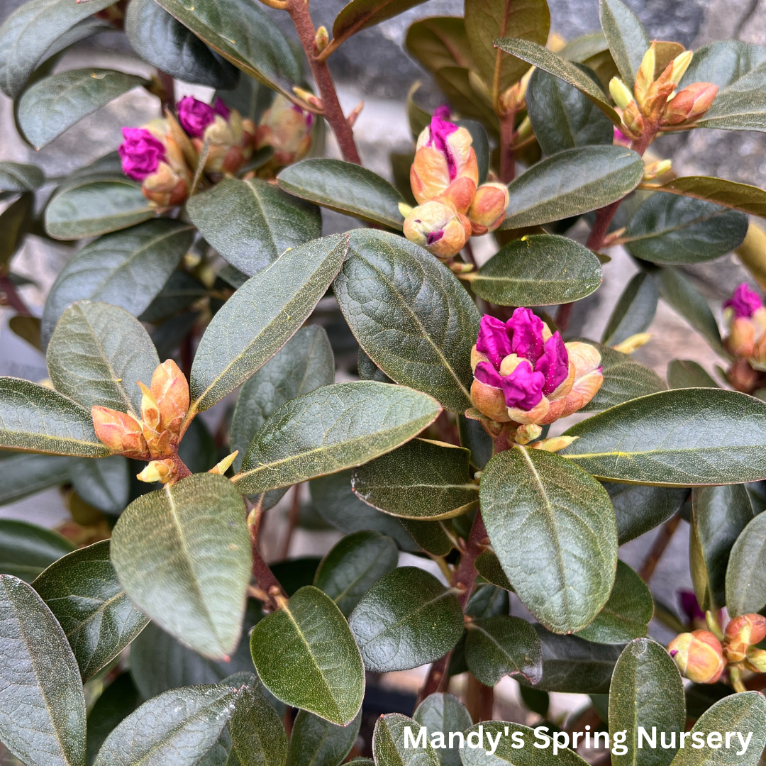 'PJM Elite' Rhododendron