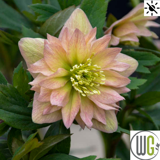 'Mother of the Bride' Lenten Rose | Helleborus