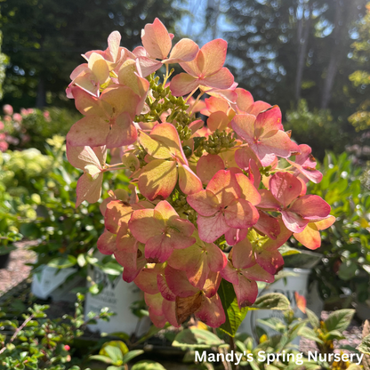 White Diamonds Hydrangea | Hydrangea paniculata