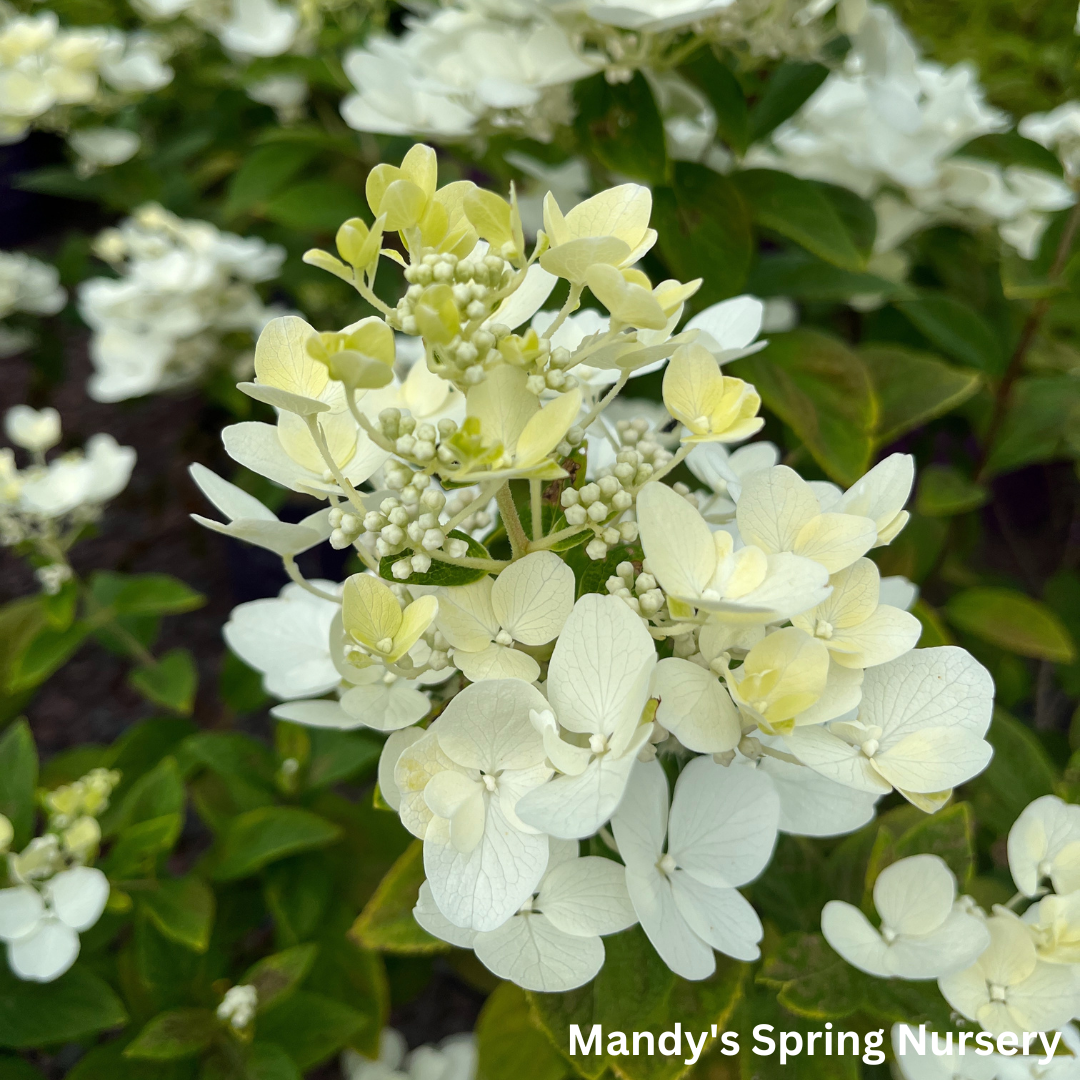 Little Quick Fire Hydrangea | Hydrangea paniculata