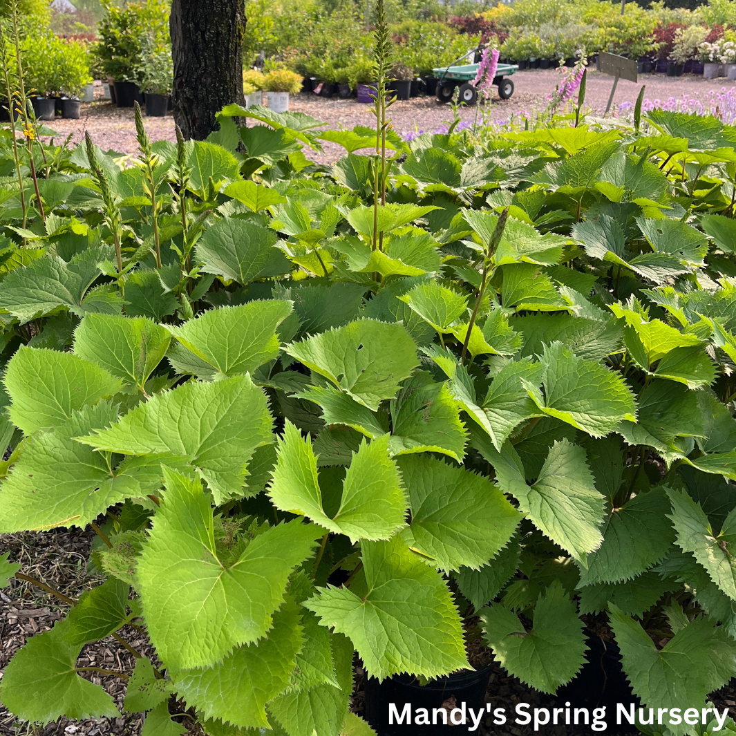 The Rocket Golden Ray | Ligularia stenocephala