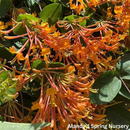 Mandarin Honeysuckle | Lonicera