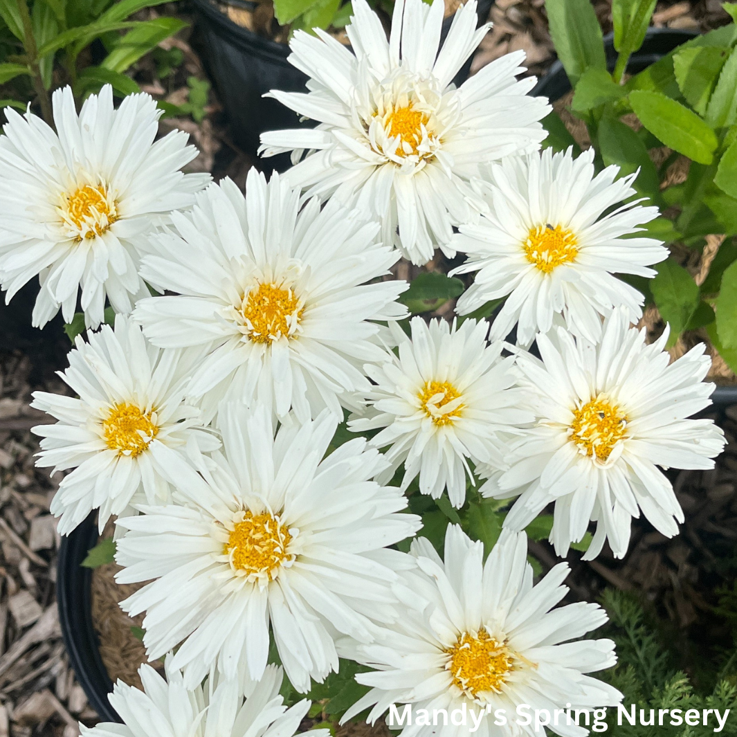 ‘Crazy Daisy’ Shasta Daisy | Leucanthemum x superbum 'Mt. Hood'