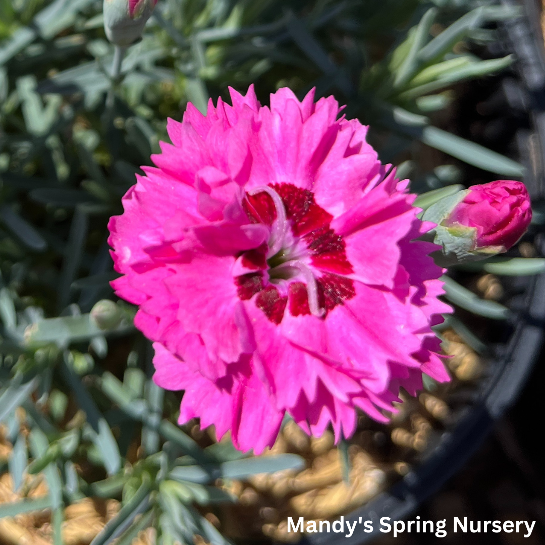 'Cute as a Button' Dianthus