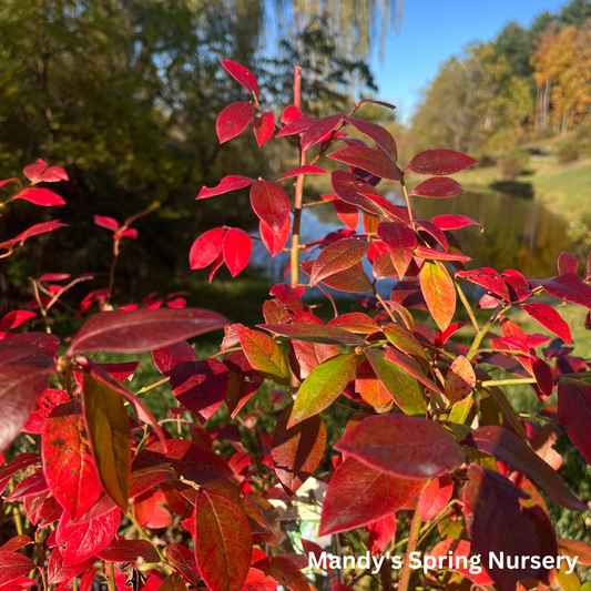 Northland Blueberry | Vaccinium 'Northland'