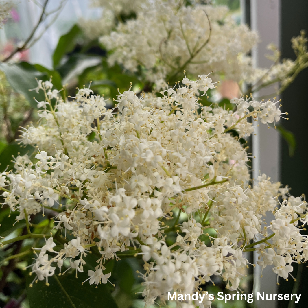 Snowdance Japanese Lilac Tree | Syringa reticulata 'Bailnce'