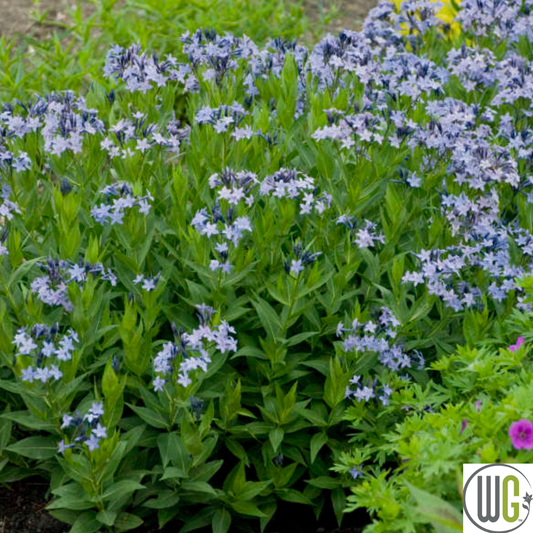 'Blue Ice' Blue Star | Amsonia