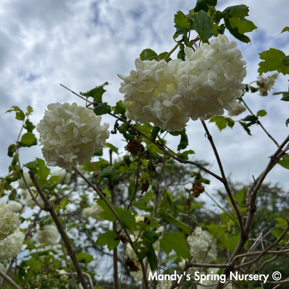 Common Snowball Viburnum - Tree Form | Viburnum opulus 'Roseum'