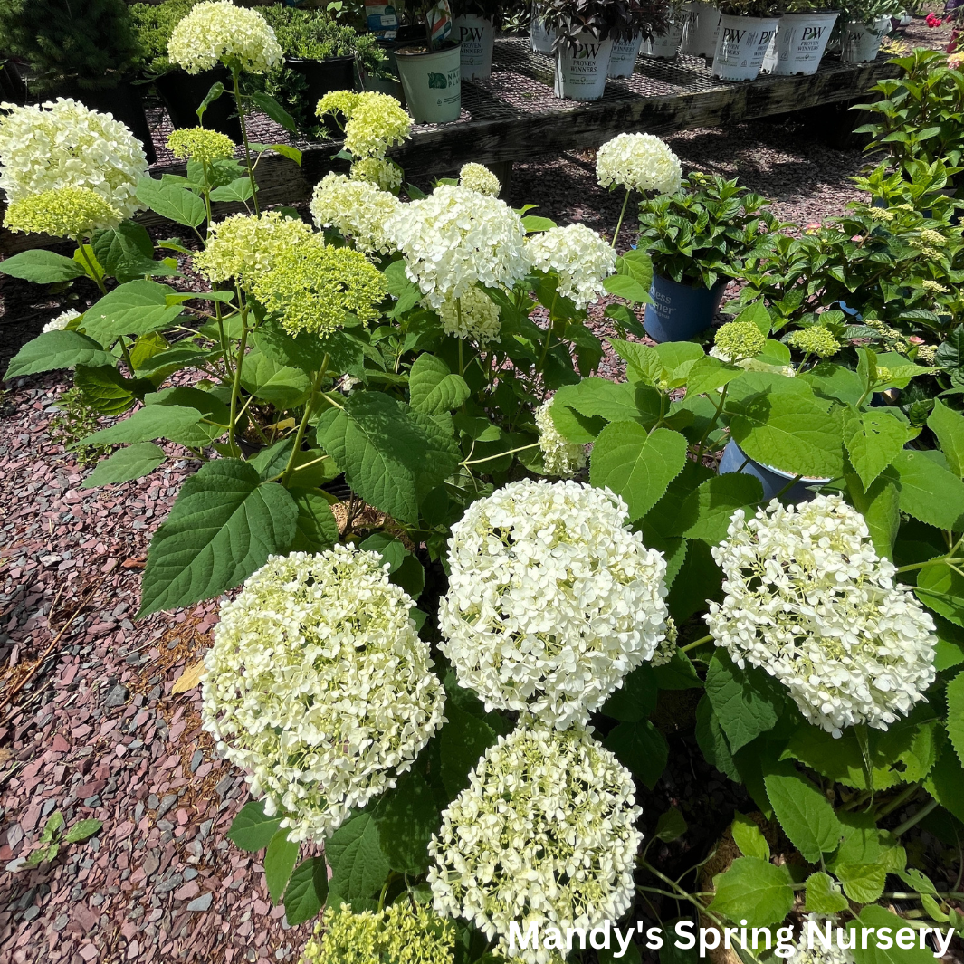 Annabelle Smooth Hydrangea | Hydrangea arborescens