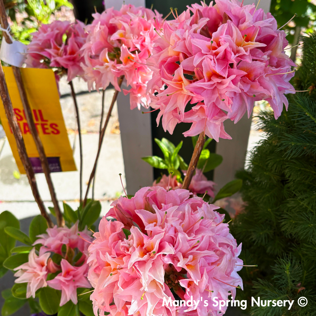 Electric Lights™ Double Pink Azalea | Rhododendron 'UMNAZ 493'