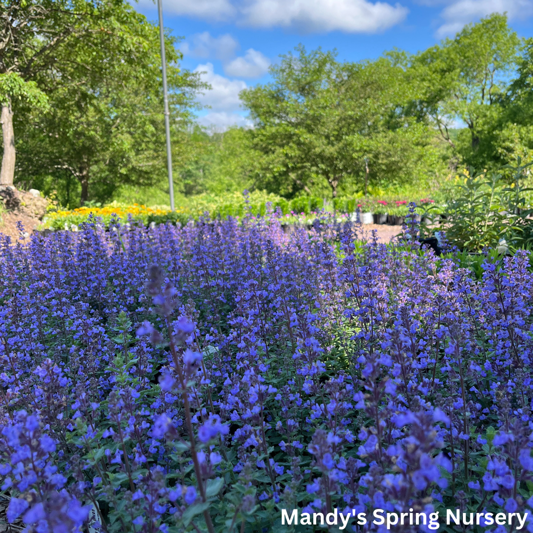 Purrsian Blue Catmint | Nepeta faassenii 'Purrsian Blue'