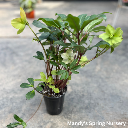 'Winterbells' Hellebore / Lenten Rose | Helleborus 'Winterbells'