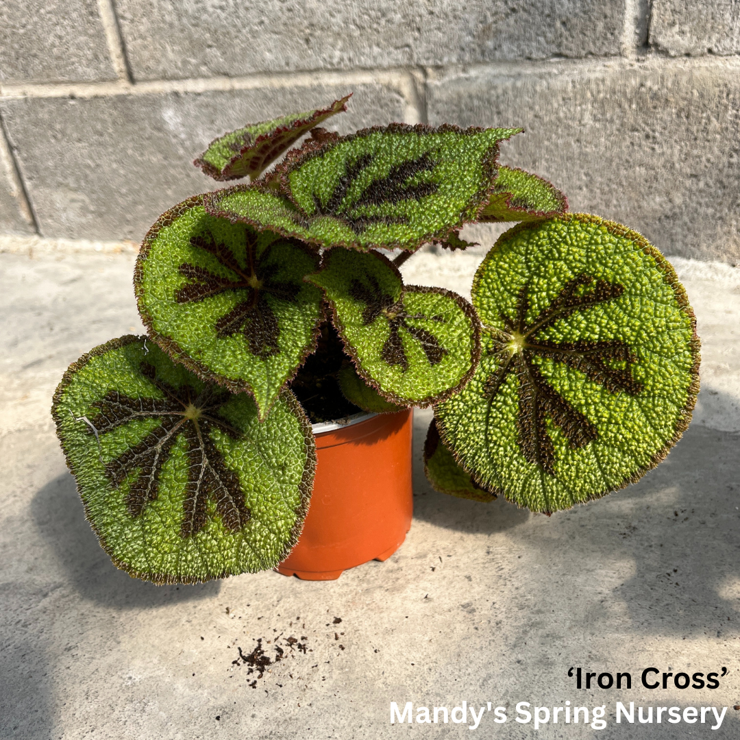 'Painted Leaf' Begonia - Rex begonia