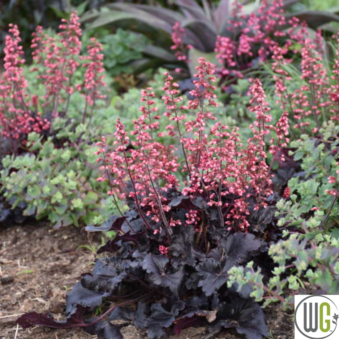 'Timeless Night' Coral Bells | Heuchera