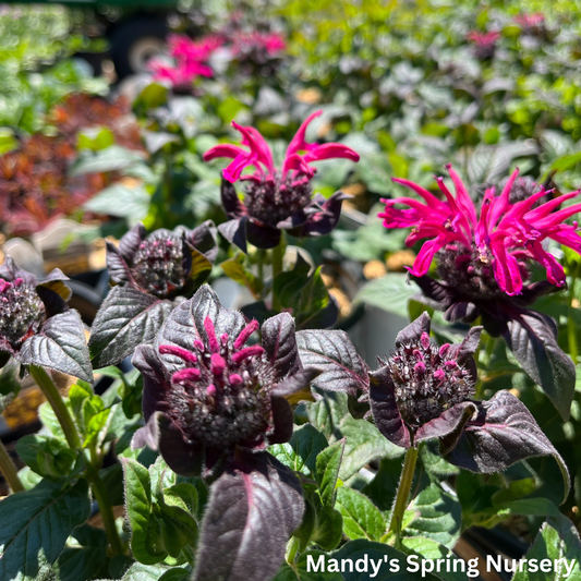 Leading Lady Razzberry Bee Balm | Monarda