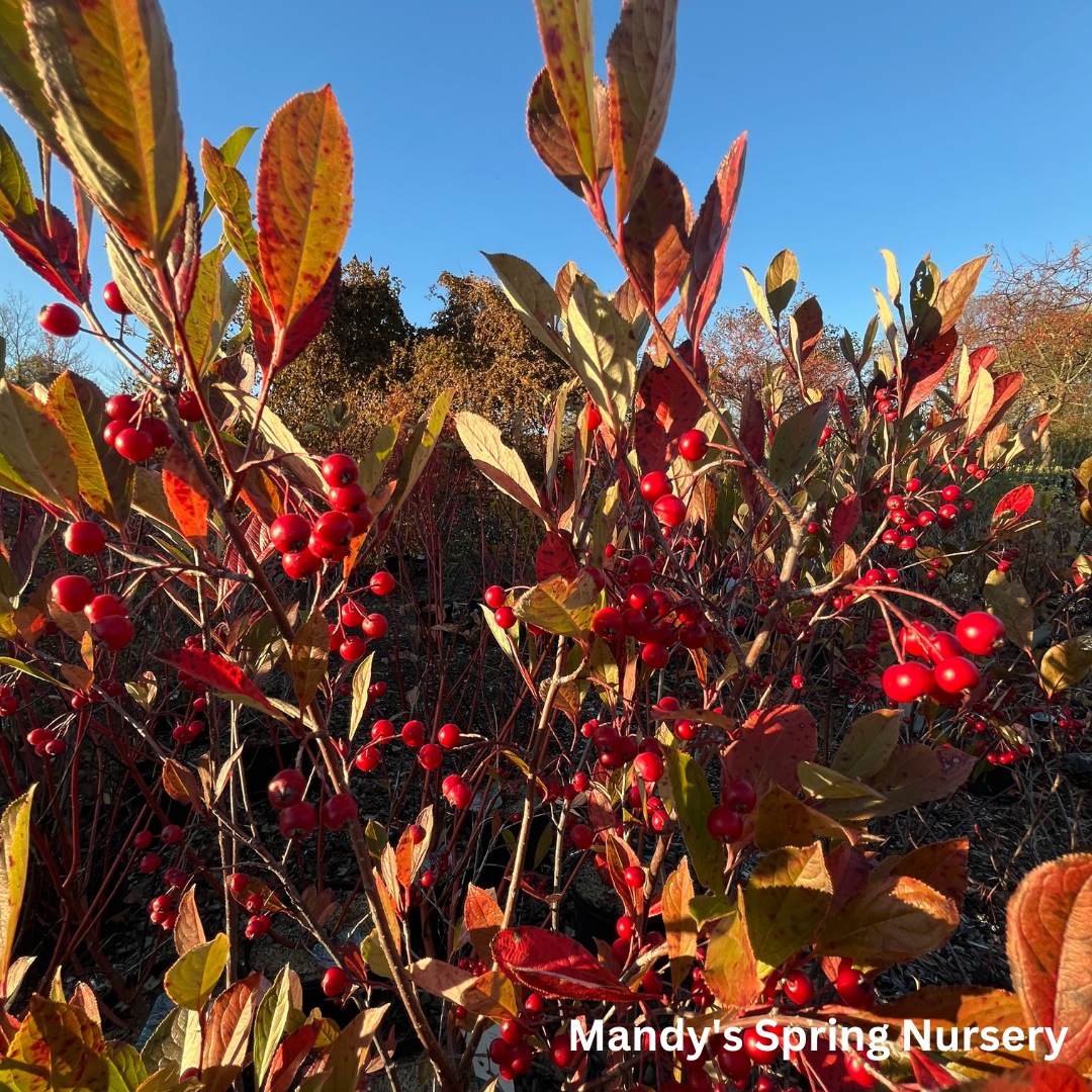 Brilliant Red Chokeberry | Aronia arbutifolia