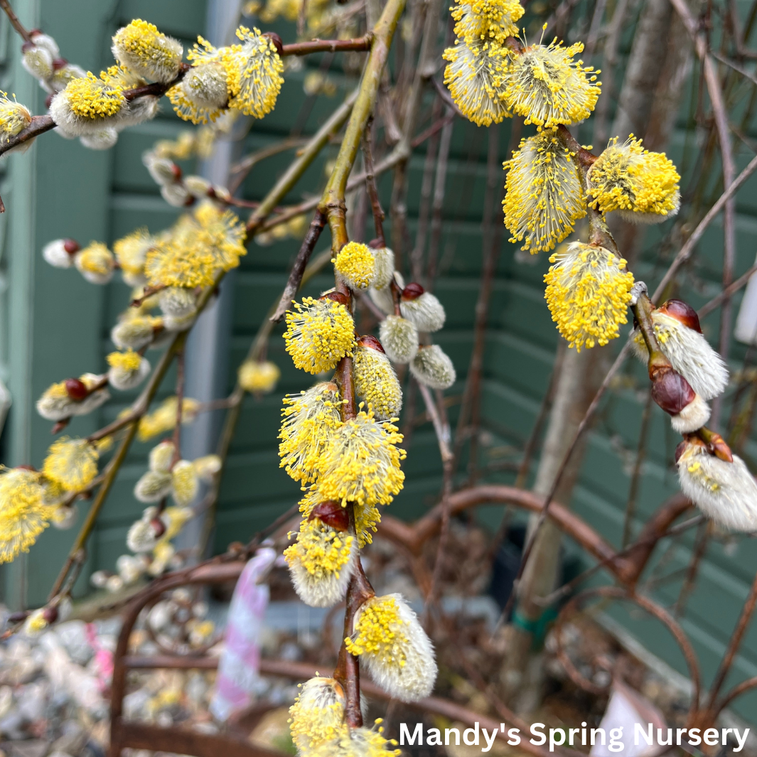 Weeping Pussy Willow | Salix caprea 'Pendula'