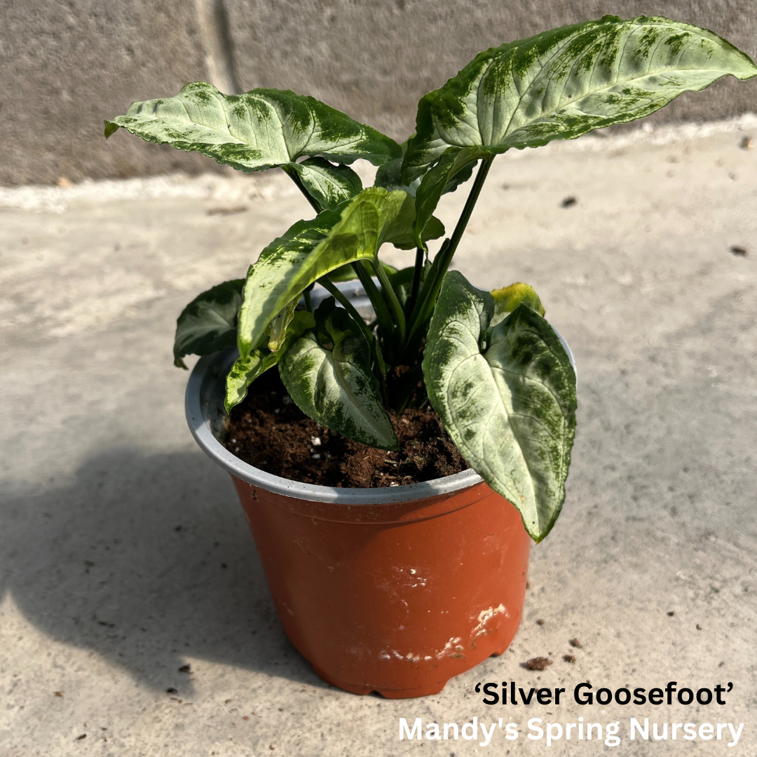 Arrowhead Plant | Syngonium