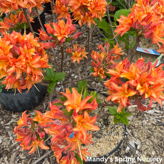 Mandarin Lights Azalea | Rhododendron