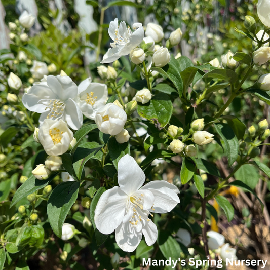 Snow White Mockorange | Philadelphus