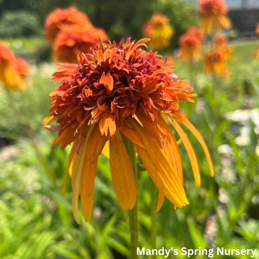 Marmalade Coneflower | Echinacea purpurea